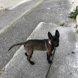 Foto de perro perdido en Pont De L Isere