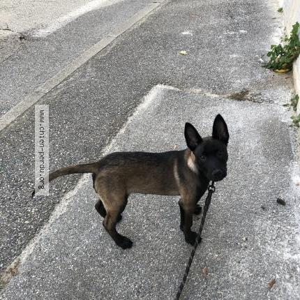 Foto 1/1 Zeuss Chien perdido en Pont de l isere