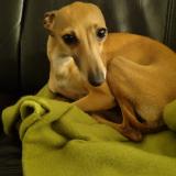 Foto de perro perdido en Lille