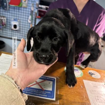 Foto de perro encontrado en Cavaillon