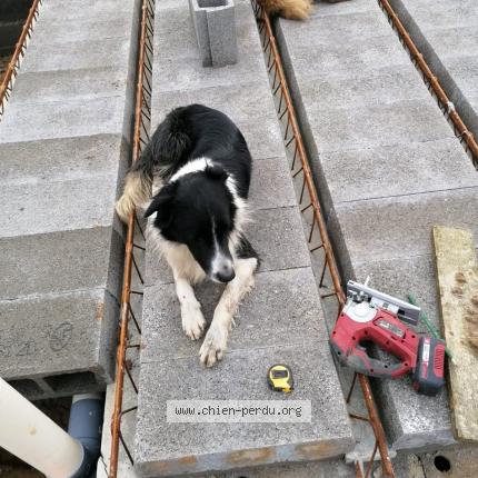 Foto 1/1 Poki Chien perdido en Sare