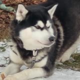 Foto de perro perdido en Trois Rivieres