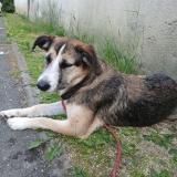 Foto de perro perdido en Libourne