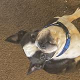 Foto de perro perdido en Akron