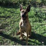 Foto de perro perdido en Carpentras