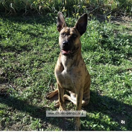 Foto de perro perdido en Carpentras