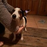 Foto de perro encontrado en Saint Etienne Du Rouvray