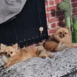 Foto de perro perdido en Tournai