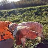 Foto de perro encontrado en Ventenac