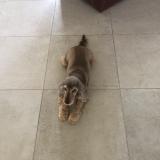 Foto de perro perdido en Sainte Soulle