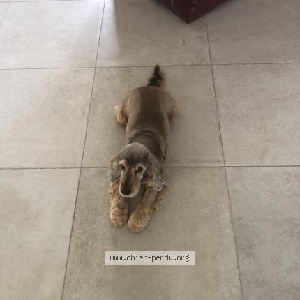 Foto de perro perdido en Sainte Soulle