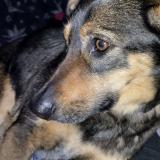 Foto de perro perdido en Clermont L Herault