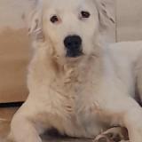 Foto de perro perdido en Le Peage De Roussillon