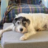 Foto de perro perdido en Villapourcon