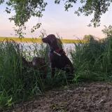 Foto de perro perdido en Ouzouer Sous Bellegarde