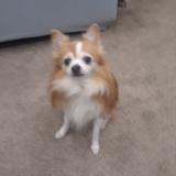 Foto de perro perdido en Paterson