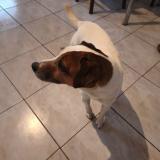 Foto de perro encontrado en Sourdeval