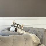 Foto de perro perdido en Saint Jouin Bruneval