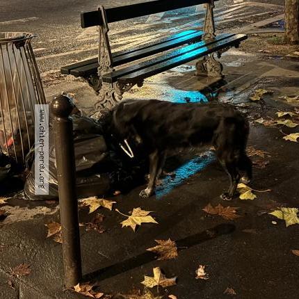 Foto 1/1 Perro encontrado Encontrado en Paris