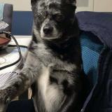 Foto de perro perdido en L Ile D Olonne