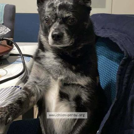 Foto de perro perdido en L Ile D Olonne