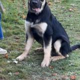 Foto de perro perdido en Guignen