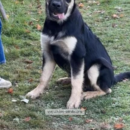 Foto 1/1 Azard Chien perdido en Guignen