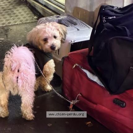 Foto de perro encontrado en Paris