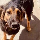 Foto de perro perdido en Carrefour Mivoi