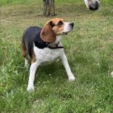 Foto de perro perdido en Semide