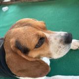 Foto de perro perdido en Semide