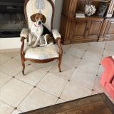 Foto de perro perdido en Salernes