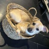 Foto de perro perdido en Jeumont