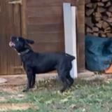 Foto de perro perdido en Loze