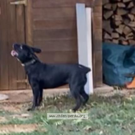 Foto 1/1 Poupie Chien perdido en Loze