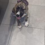 Foto de perro perdido en Labastide Saint Pierre