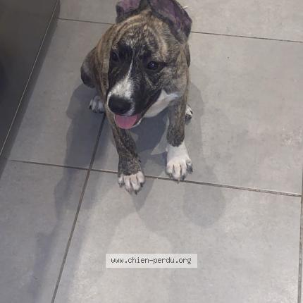 Foto 1/1 Simba Chien perdido en Labastide saint pierre