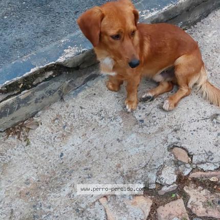 Foto 1/1 Perro encontrado Encontrado en Asuncion