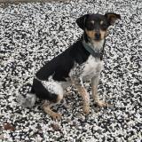 Foto de perro encontrado en Cheffes