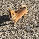 Foto de perro perdido en Chartres De Bretagne