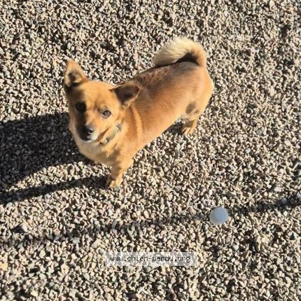 Foto 1/1 Leuky Chien perdido en Chartres de bretagne