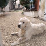 Foto de perro encontrado en Florensac