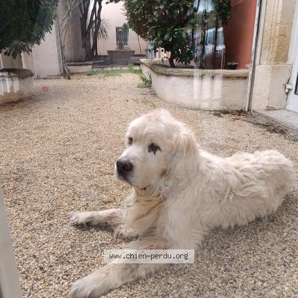 Foto de perro encontrado en Florensac