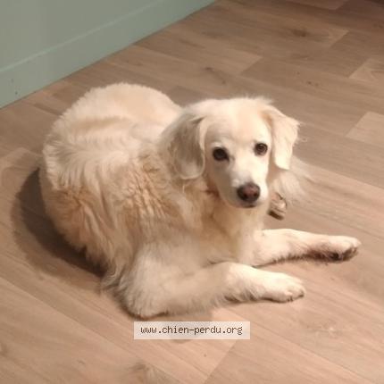 Foto de perro perdido en Gareoult