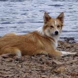 Foto de perro perdido en Urepel