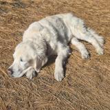 Foto de perro perdido en Blainville