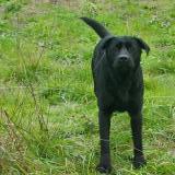 Foto de perro encontrado en Montpezat