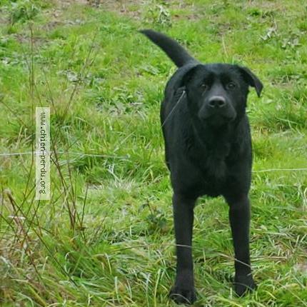 Foto 1/1 Perro encontrado Encontrado en Montpezat
