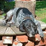 Foto de perro perdido en Choisy La Victoire