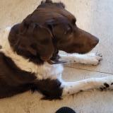 Foto de perro encontrado en Cerelles